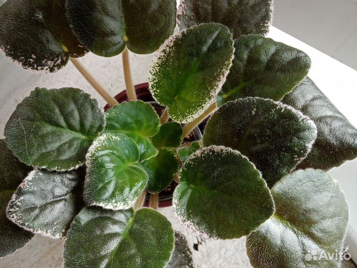 Фиалки-стартеры