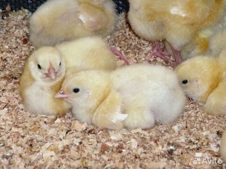 Сухие опилки в мешках