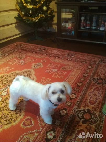 Мальтезе вязка