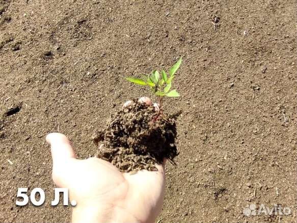 Опилки с конским навозом (конская подстилка) 50 ли