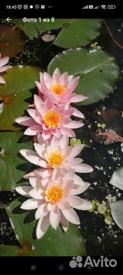 Ирис болотный, водокрас