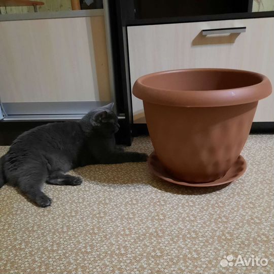 Очень большой горшок с поддоном