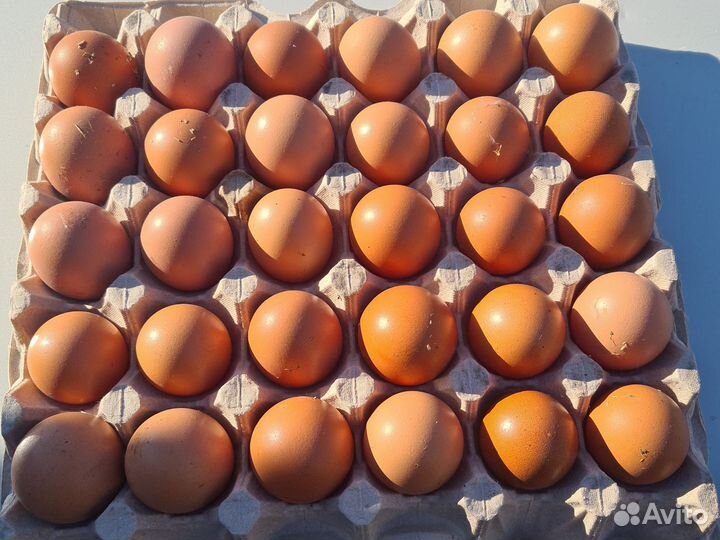 Домашние куриные яйца