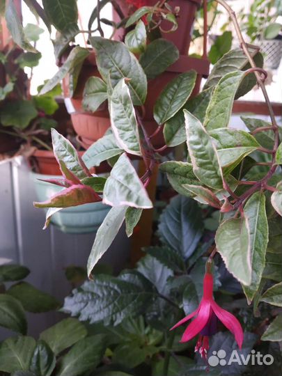 Фуксия,хойя три колор,плющевидные герани