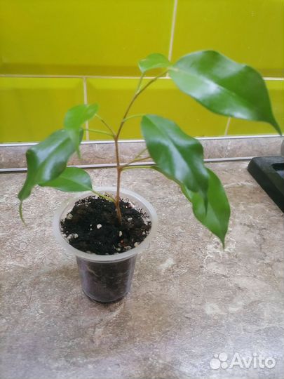 Фикус реджинальд