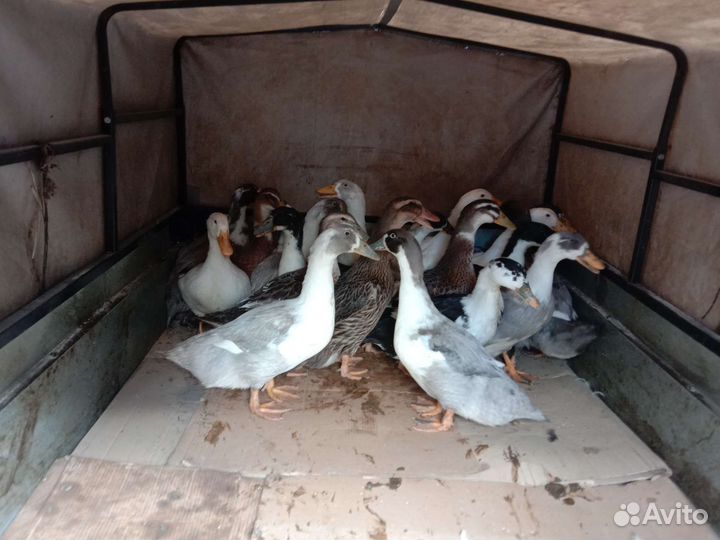 Мясо домашней птицы