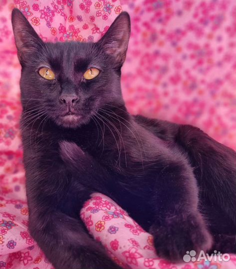 Черная кошка - пантера
