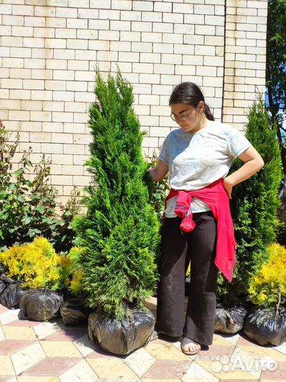 Туя Смарагд