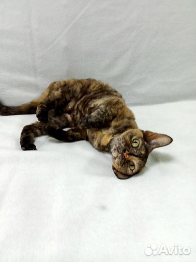 Кошечка Девон рекс