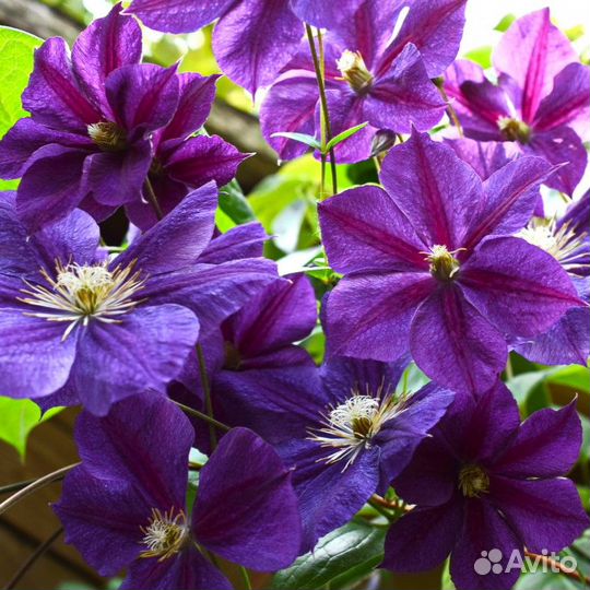 Клематис Звезда Индии саженцы