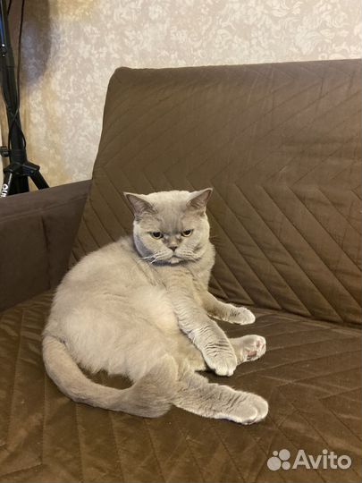 Отдам в добрые руки