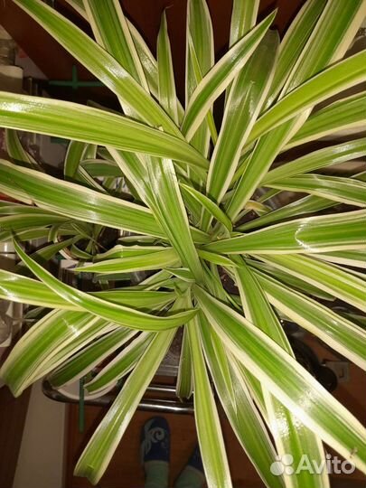 Цветок осока