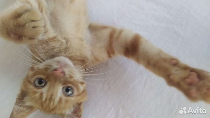 Рыжий котенок