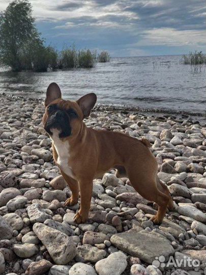 Мужчина француз ищет француженку