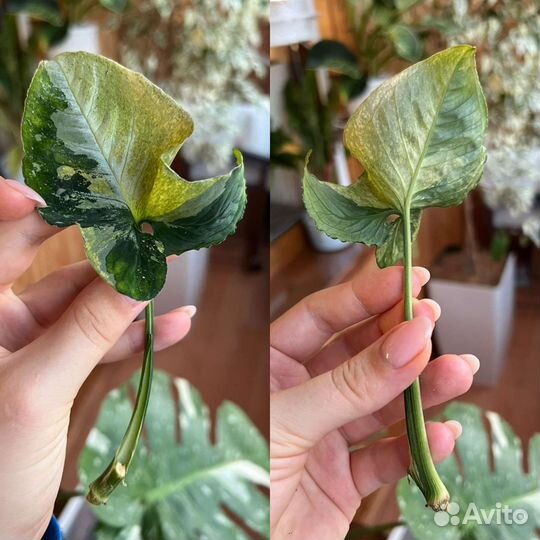 Сингониум яичница