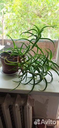 Алоэ Вера растение