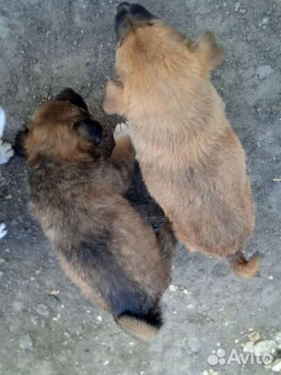 Отдам в добрые руки