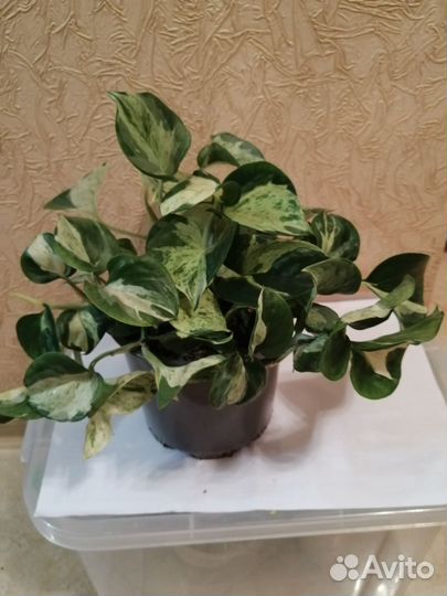 Сингониумы и сциндапсус