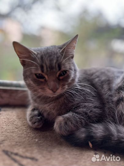 Кот в добрые руки