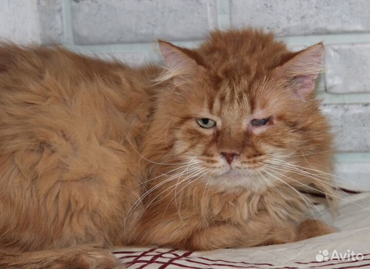 Кот рыжий красавец в ответственные руки