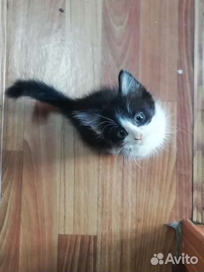 Кошка в дар бесплатно