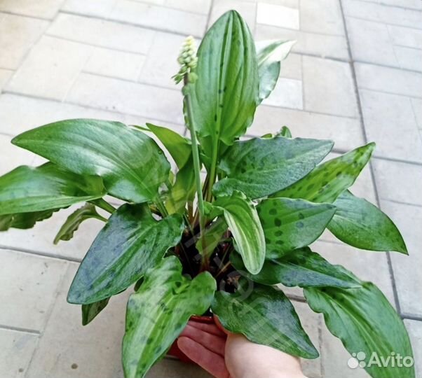 Дримиопсис пятнистый