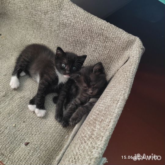 Котята в добрые руки бесплатно