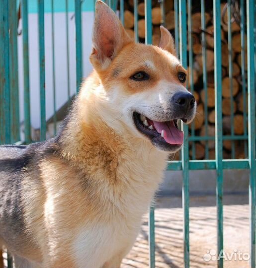 Молодой кобель в добрые руки