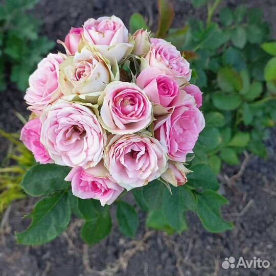 Саженцы розы бордюрной Мими Эден