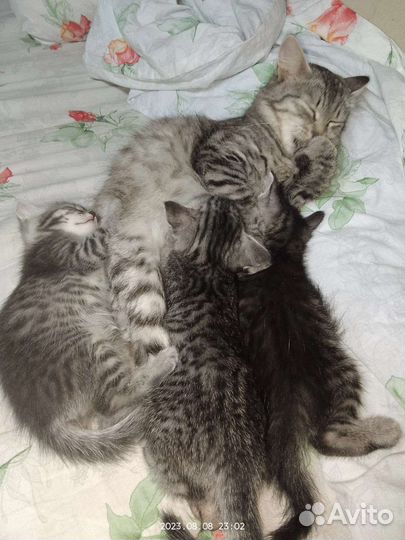 Сибирская кошка