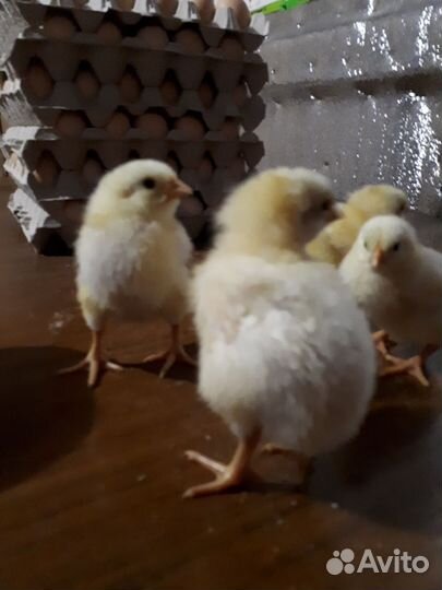 Цыплята бройлера круглый год