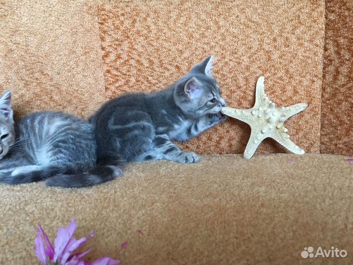 Кошечки-милашки