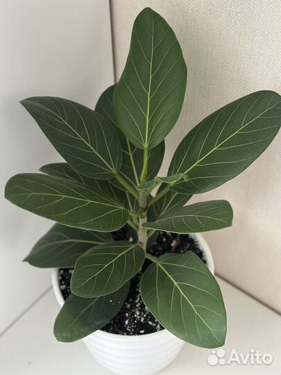 Фикус Андрей