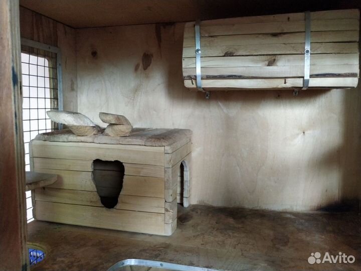 Дегу с клеткой