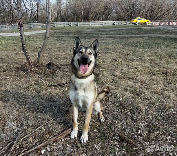 Собака из приюта ищет дом