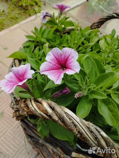 Рассада каскадной, ампельной петунии