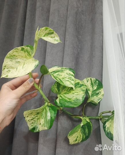 Сциндапсус хеппи лиф