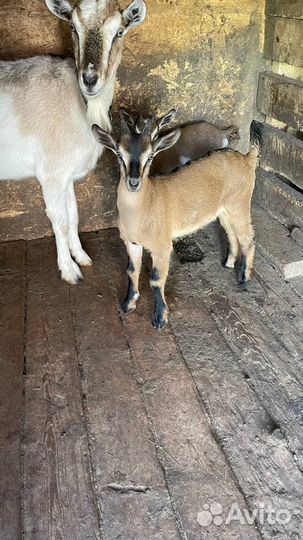 Козлята