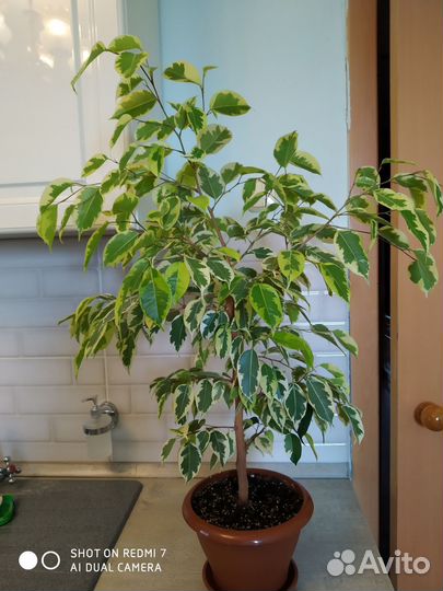 Фикус Бенджамина 70 см