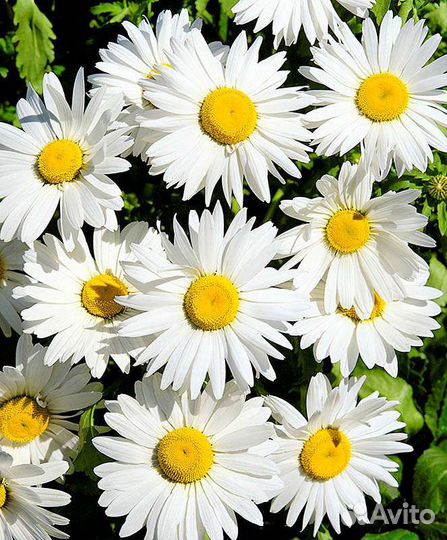 Ромашка крупная