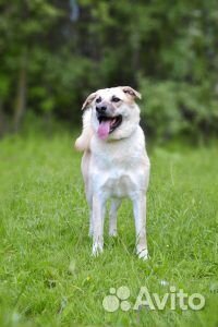 Молодой активный пес из приюта