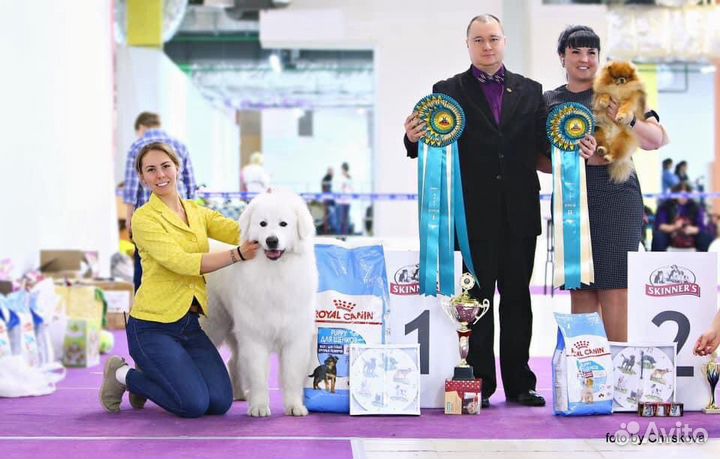 Профессиональный хендлер