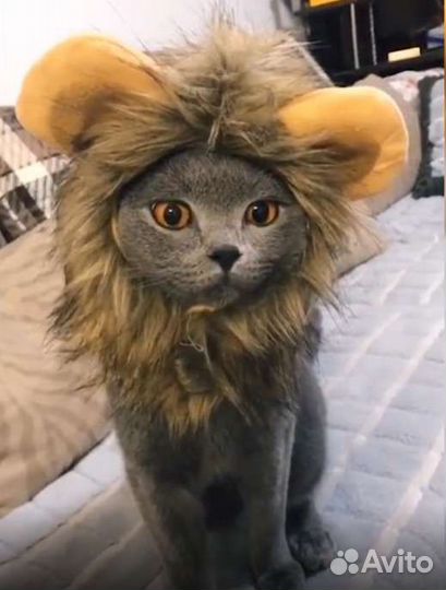 Одежда для животных