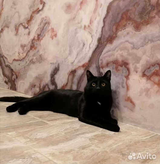 Бомбейский кот