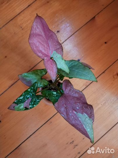 Сингониумы т 25,Ред спот триколор