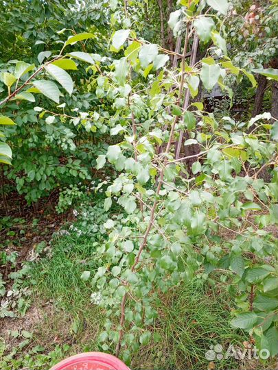 Саженцы вишни, груши, абрикоса и сливы