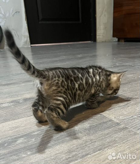 Бенгальские котята