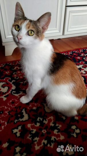 Кошки и котики