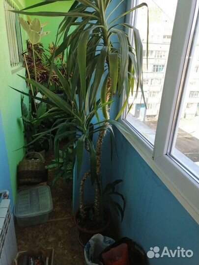 Пальма юкка