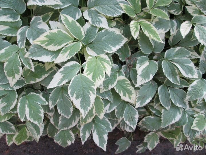 Сныть пестролистная